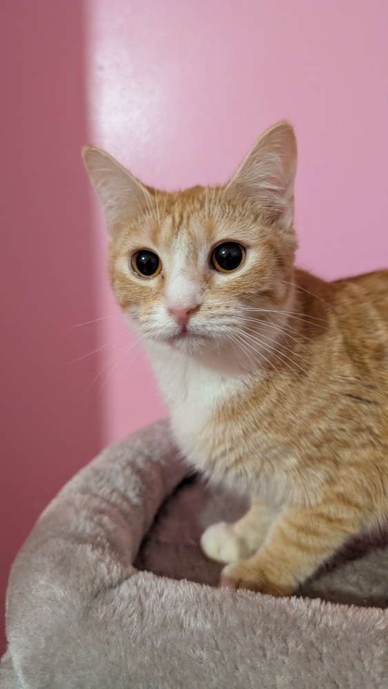 7404 Trinket photo 2