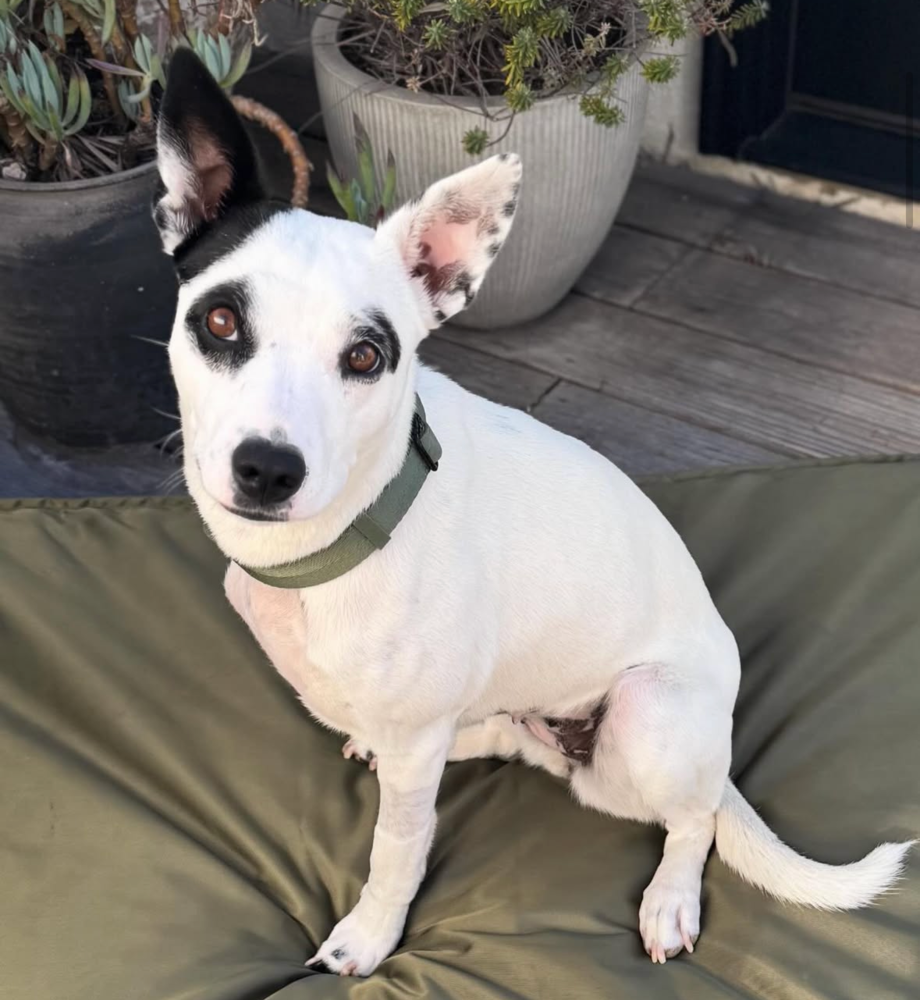 Frankie