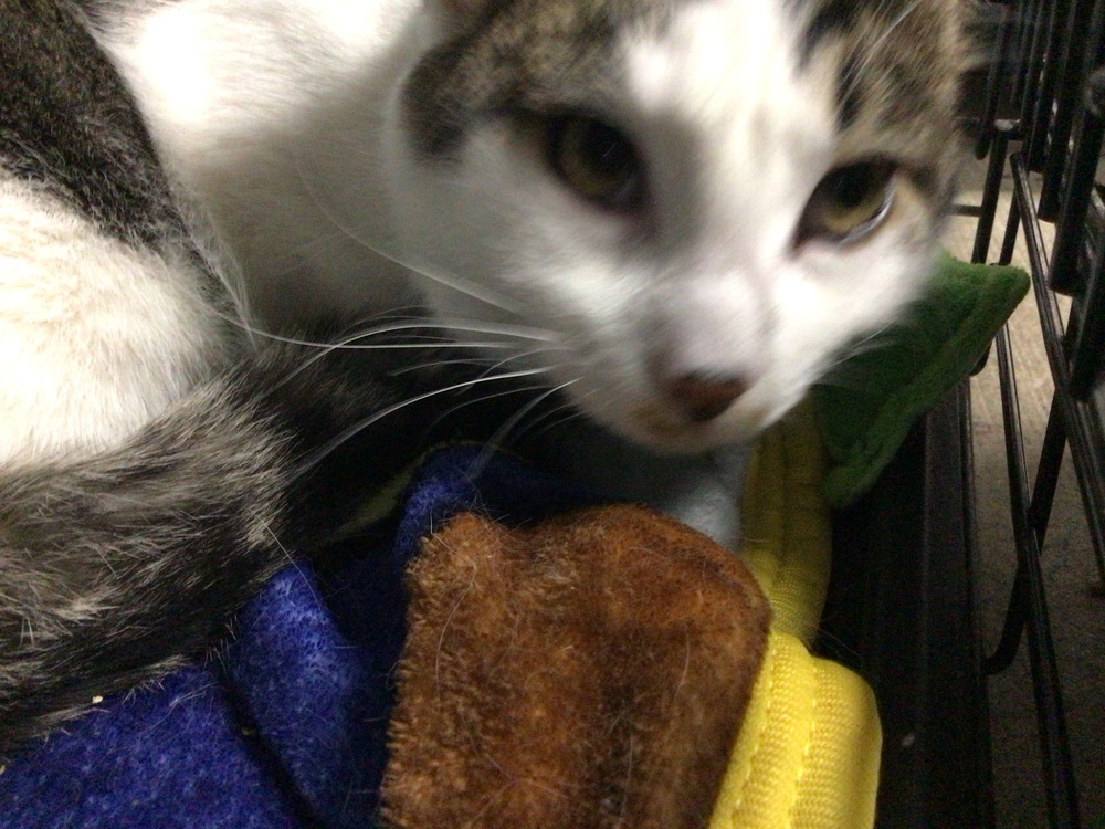 Patches