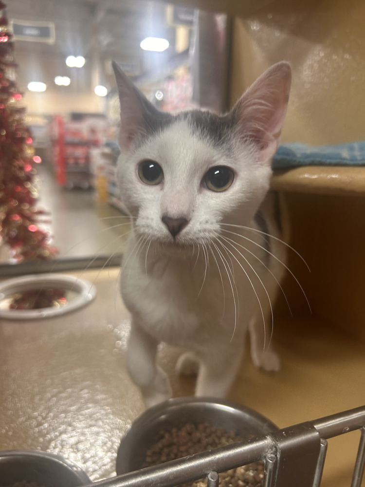 7603 Professor Inkling