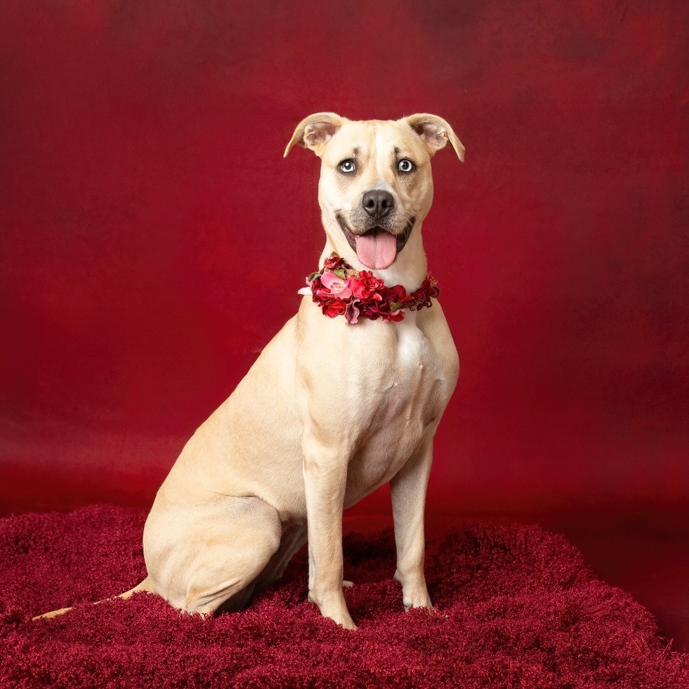 Scout photo 5