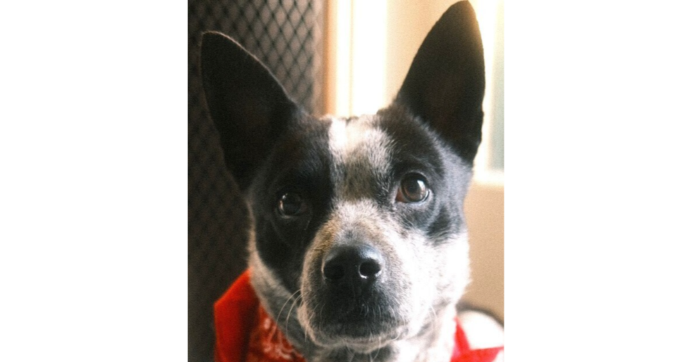 Dandy AKA Missy