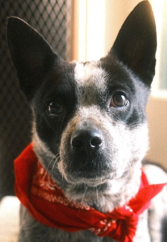 Dandy AKA Missy