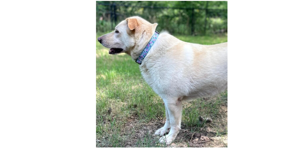 Winnie (Lab)