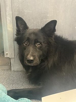 Loki (Grandor)