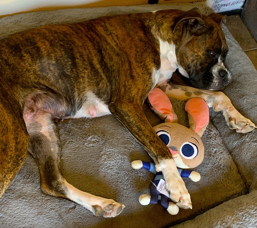 Photo of Rocky XII, adoptable Boxer in Austin, Texas