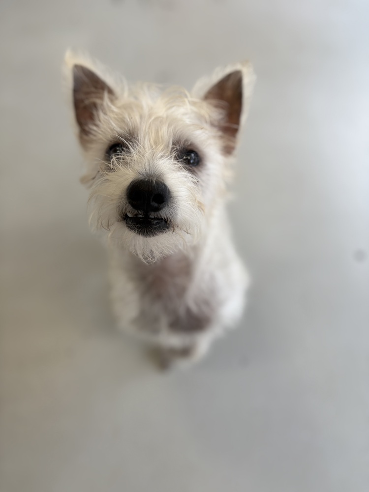 Scotch, Terriers (Medium)