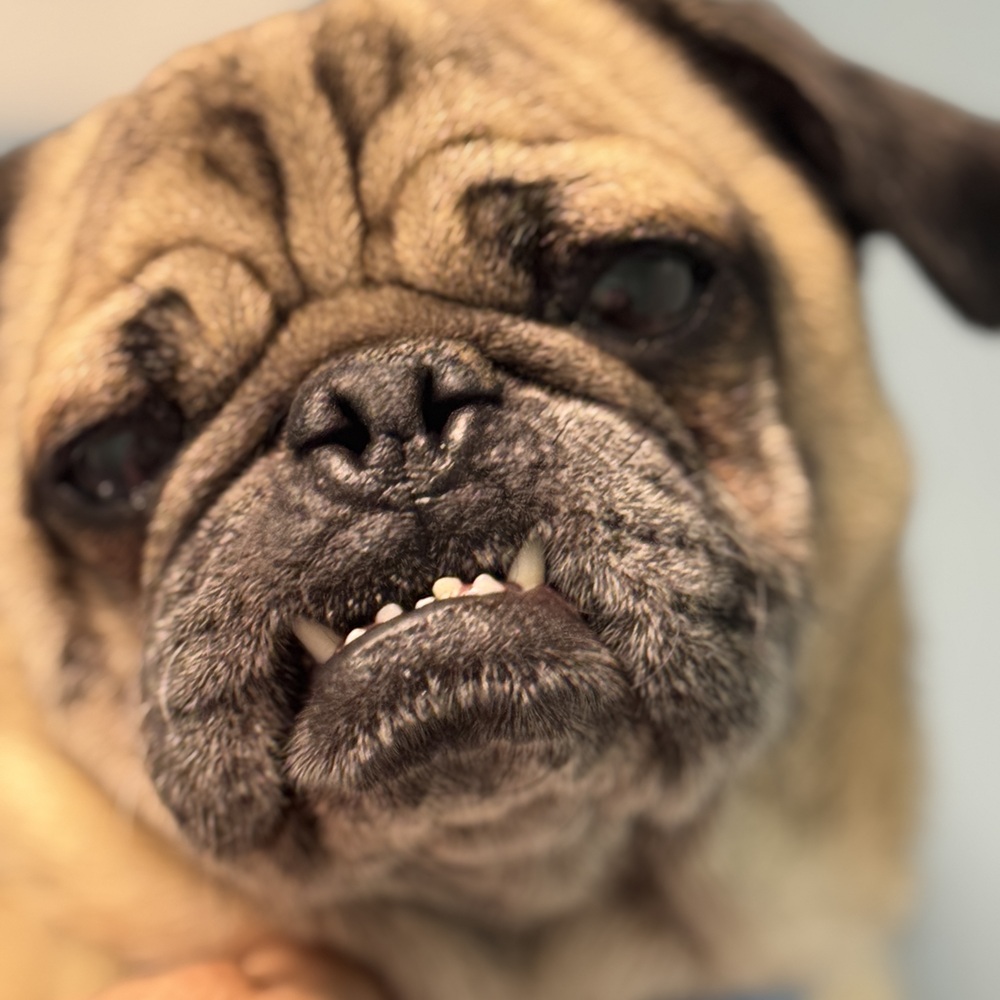 Photo of Leo, adoptable Pug in Beaumont, California
