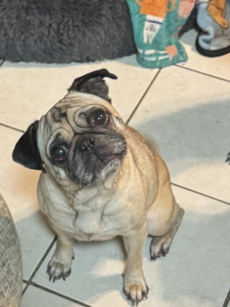 Photo of Oatmeal, adoptable Pug in Beaumont, California