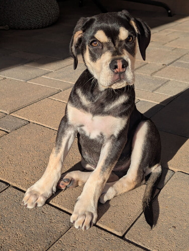 Photo of Sage, adoptable Hound (Unknown Type) in Dana Point, California