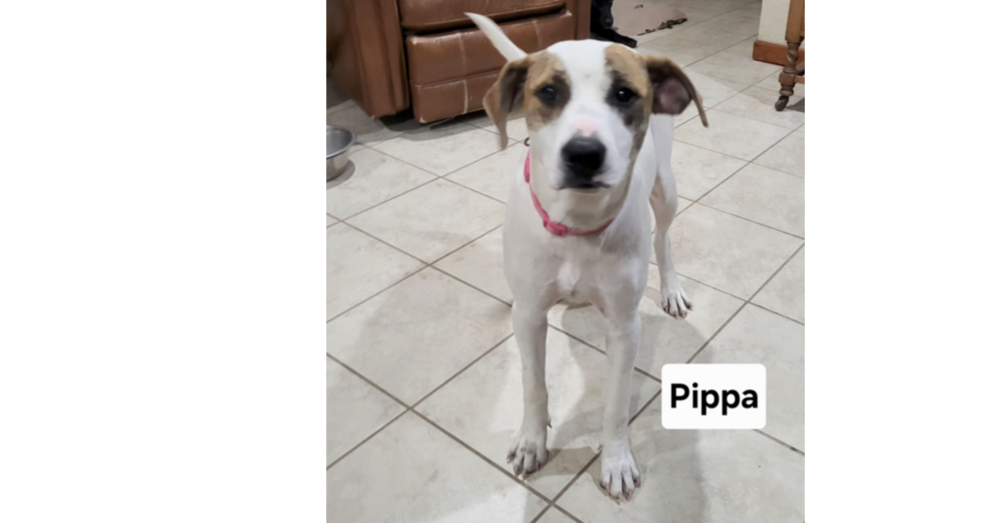 Deputy Dawgs: Pippa (CP)