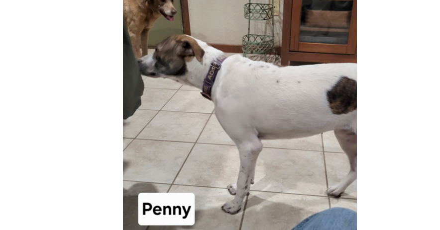Deputy Dawgs: Penny (CP)