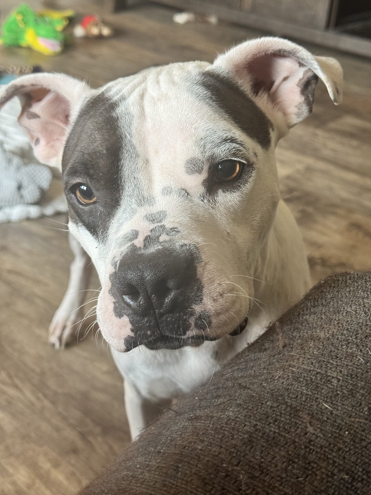 Penelope  photo 4
