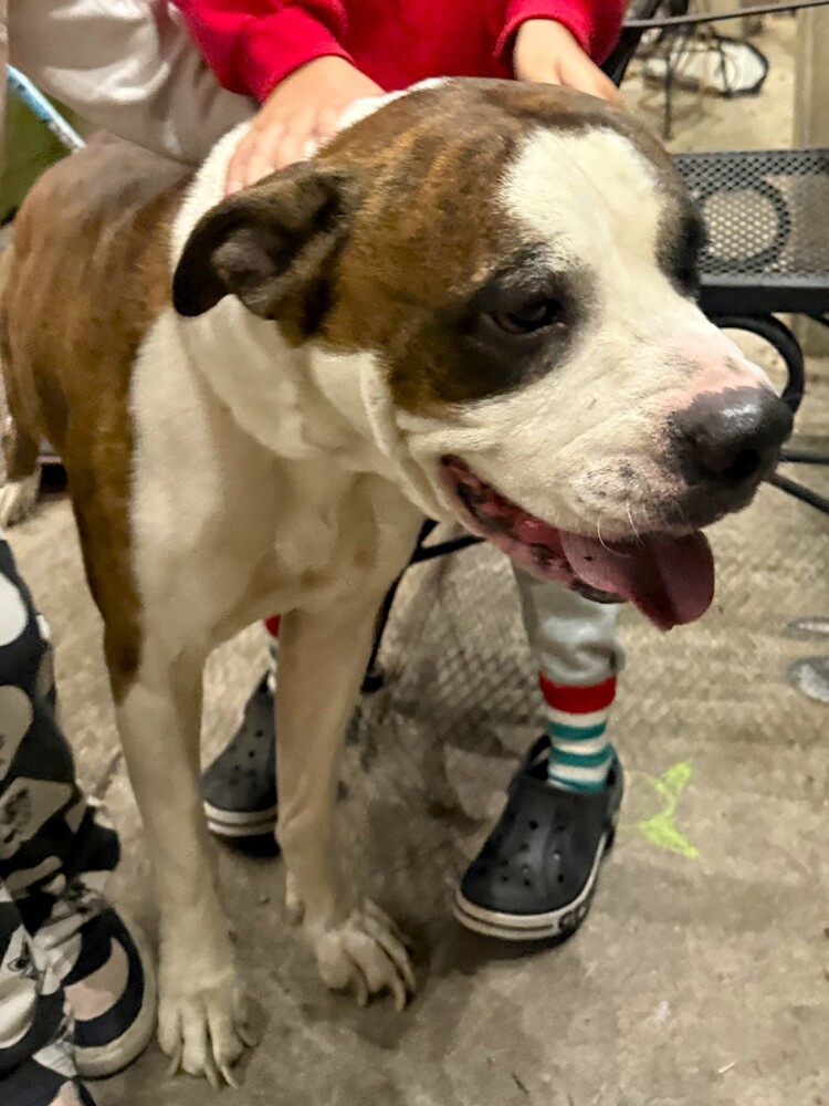 Photo of Tiger II, adoptable Boxer in Austin, Texas