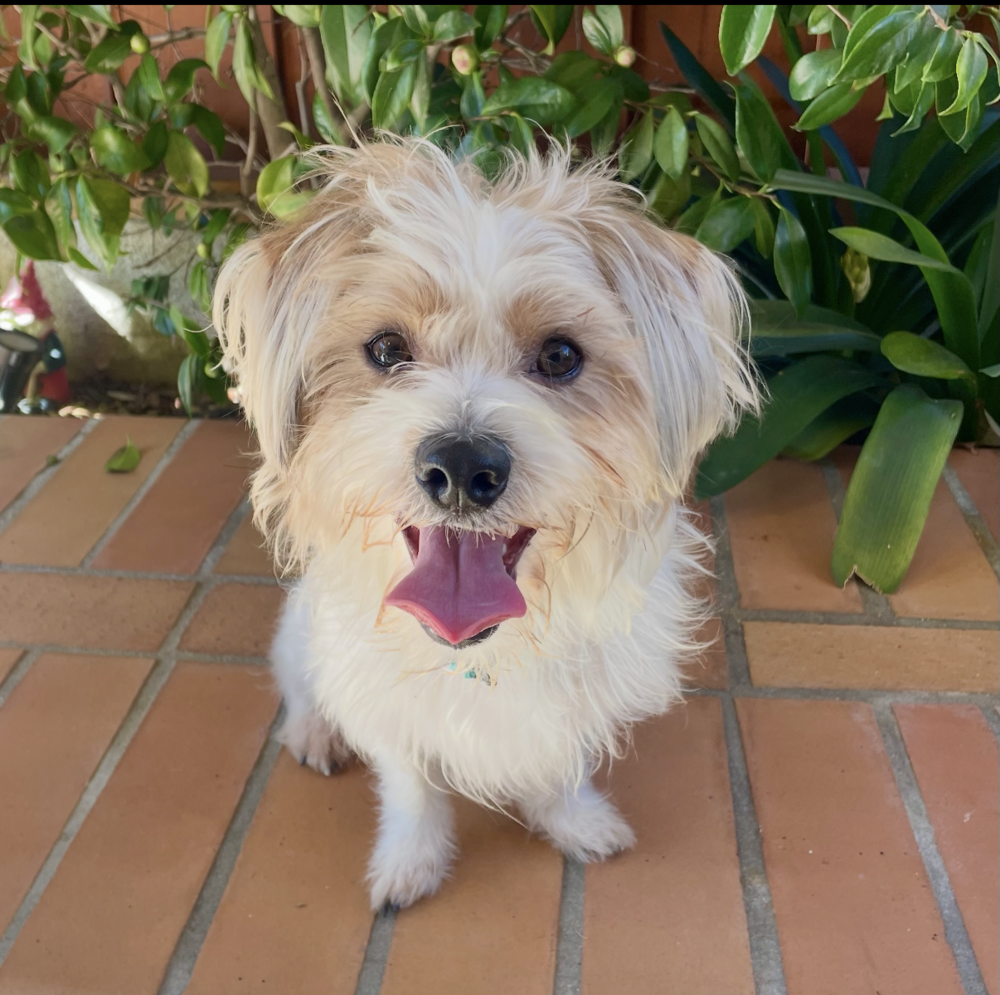 Photo of Canelo, adoptable Jack Russell Terrier in Eugene, Oregon