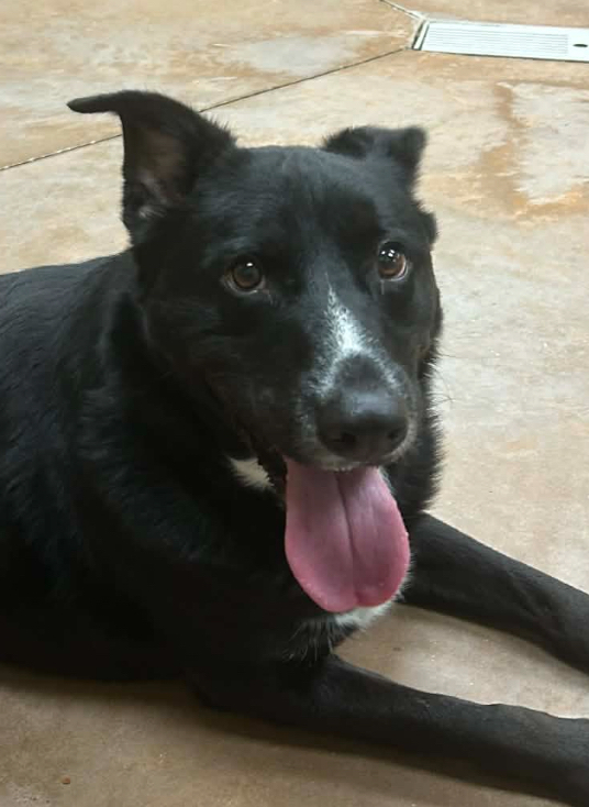 Lucky Litter: Ashe