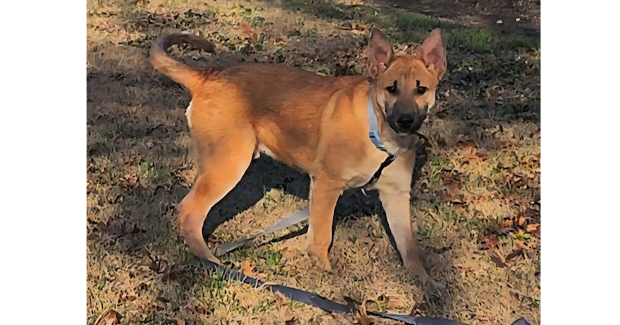 Koda