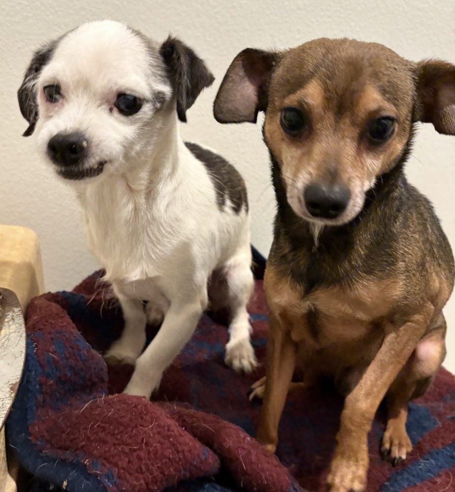 Mable & Oliver, photo 2