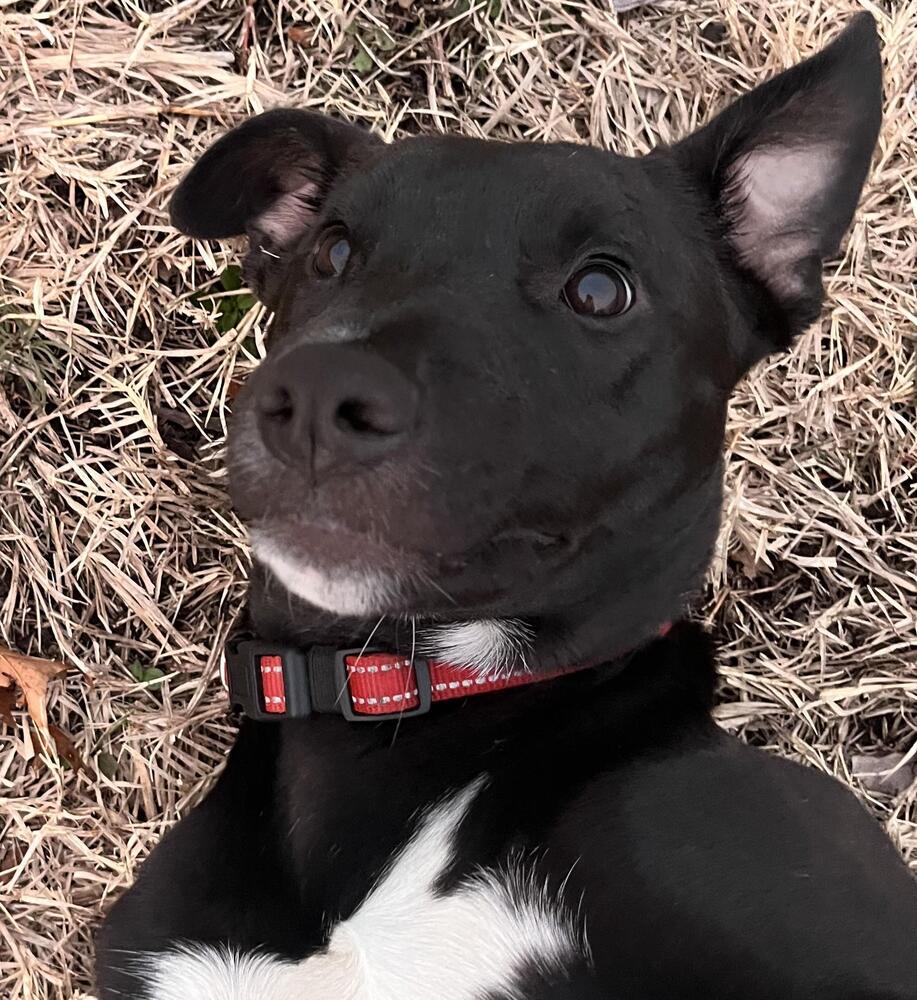 Scout photo 6