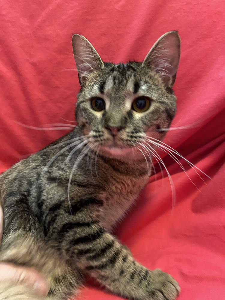 7334 Crystal Hot Sauce