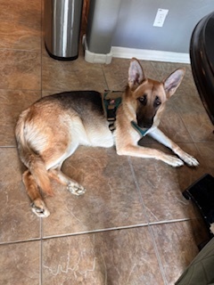 Photo of Magnolia/Maggie