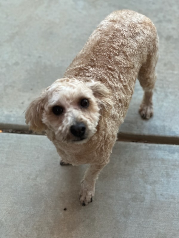 Photo of Butters, adoptable Poodle (Miniature) in Dana Point, California