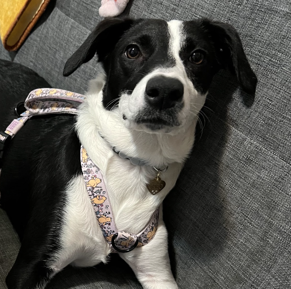 Photo of Oreo, adoptable Hounds (All Types) in Brooklyn, New York