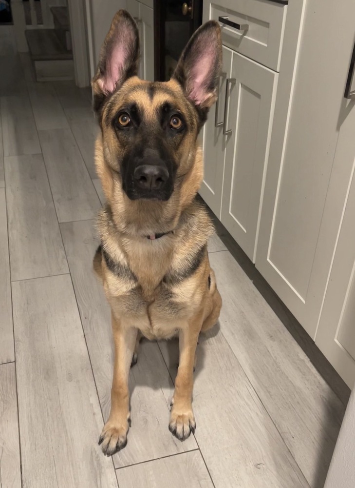 Photo of Koda, adoptable German Shepherd Dog in Dana Point, California