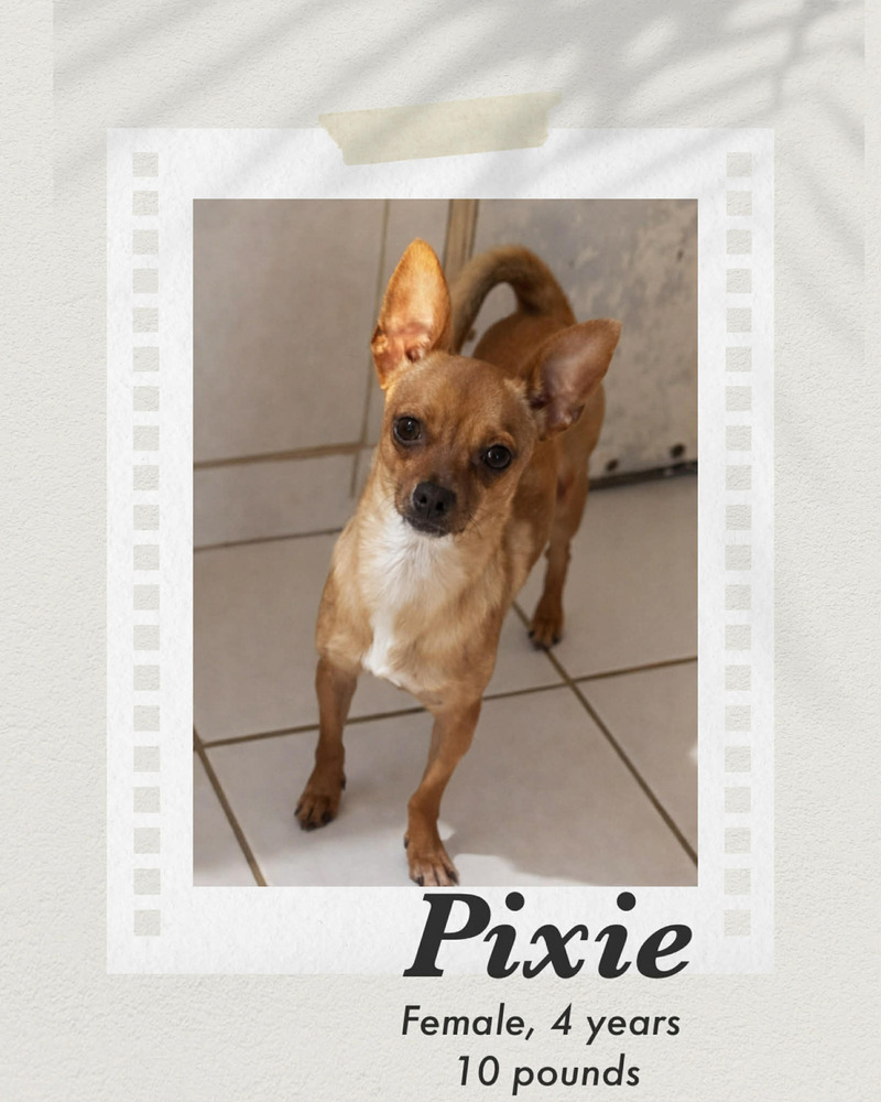 Photo of Pixie