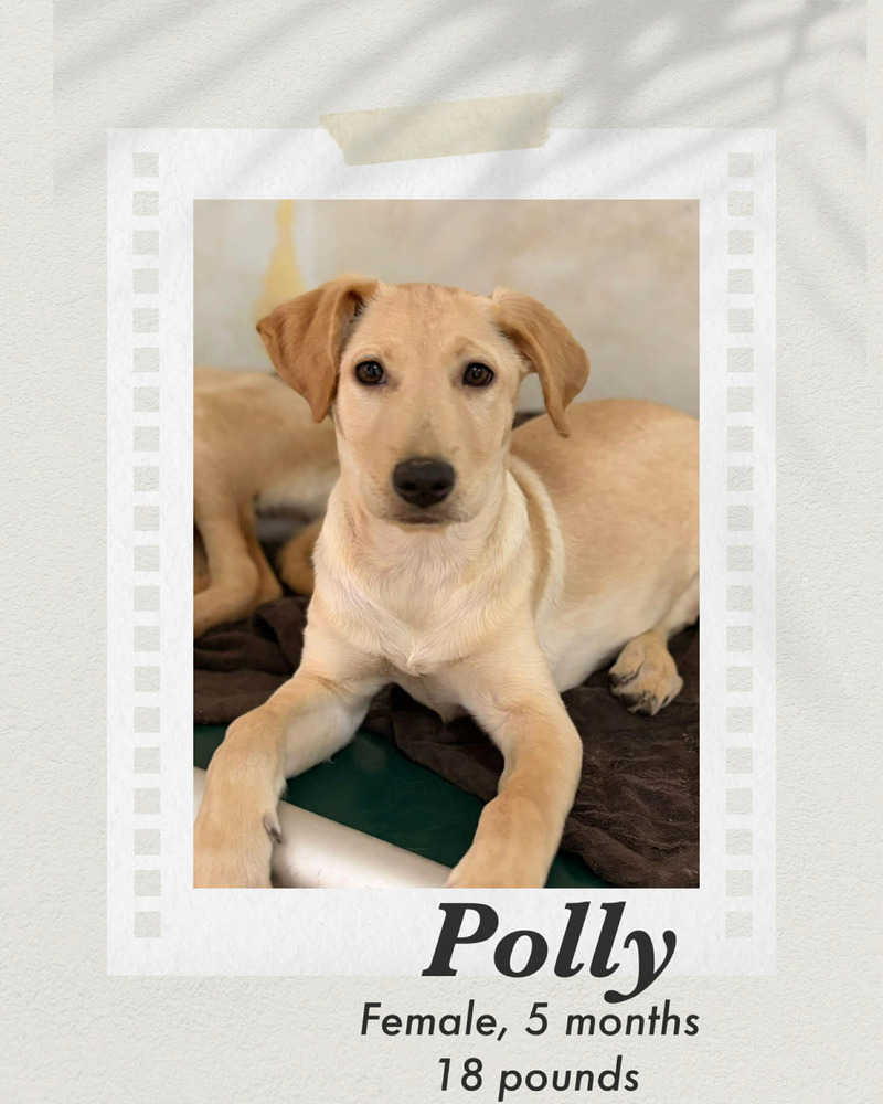 Photo of Polly