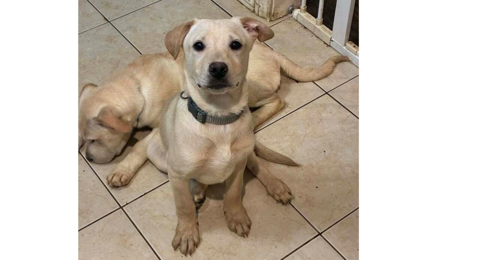 Noble Paws: Neil