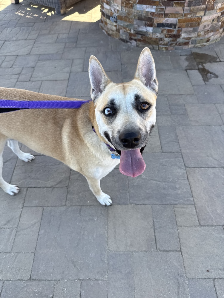 Photo of Harper, adoptable Shepherd (Unknown Type) in Beaumont, California
