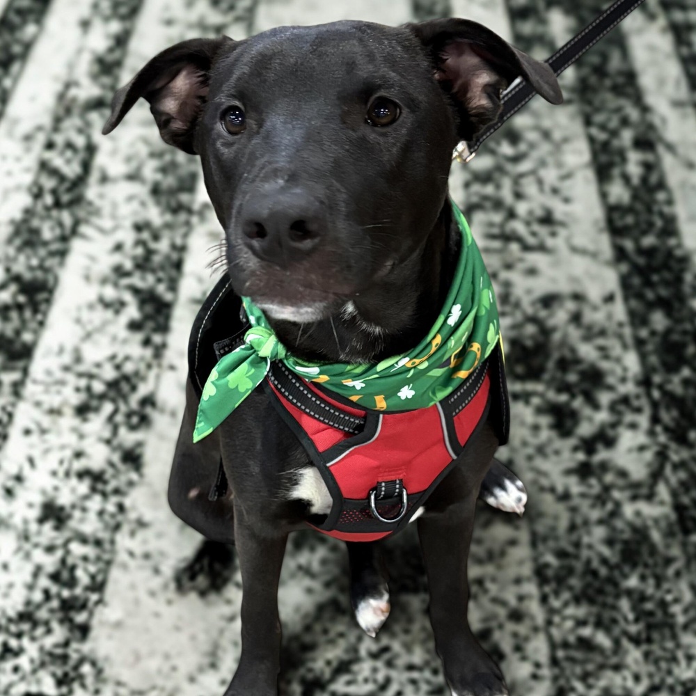 Scout photo 5