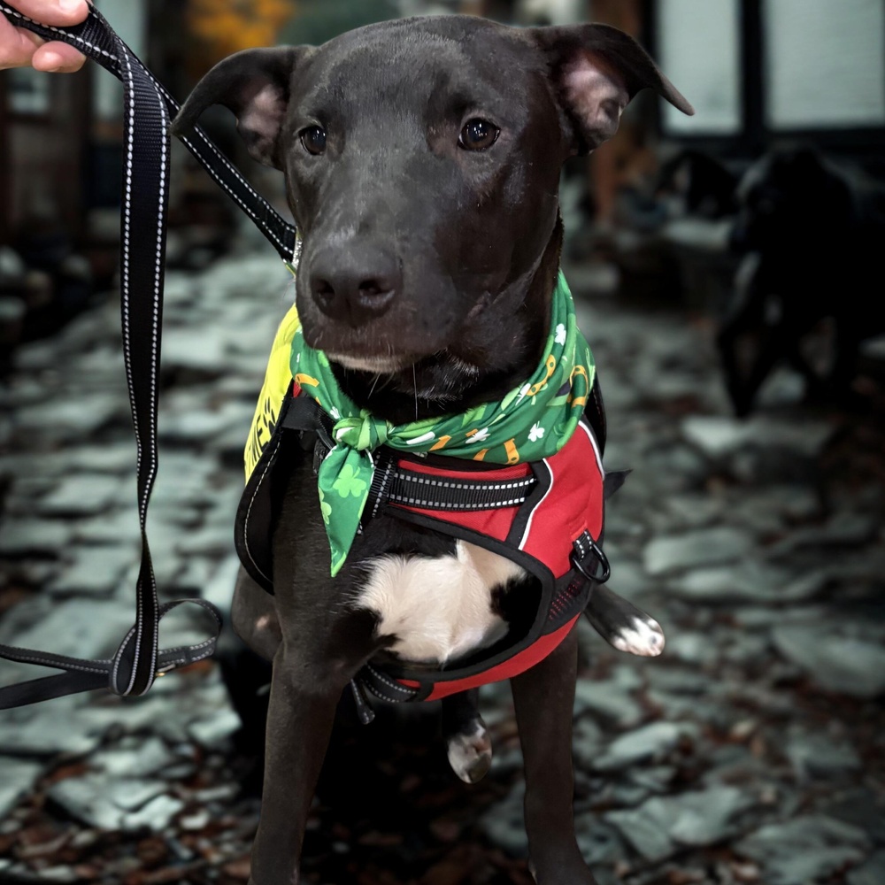 Scout photo 7