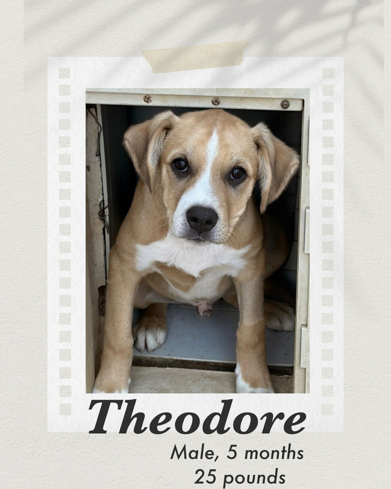 Photo of Theodore