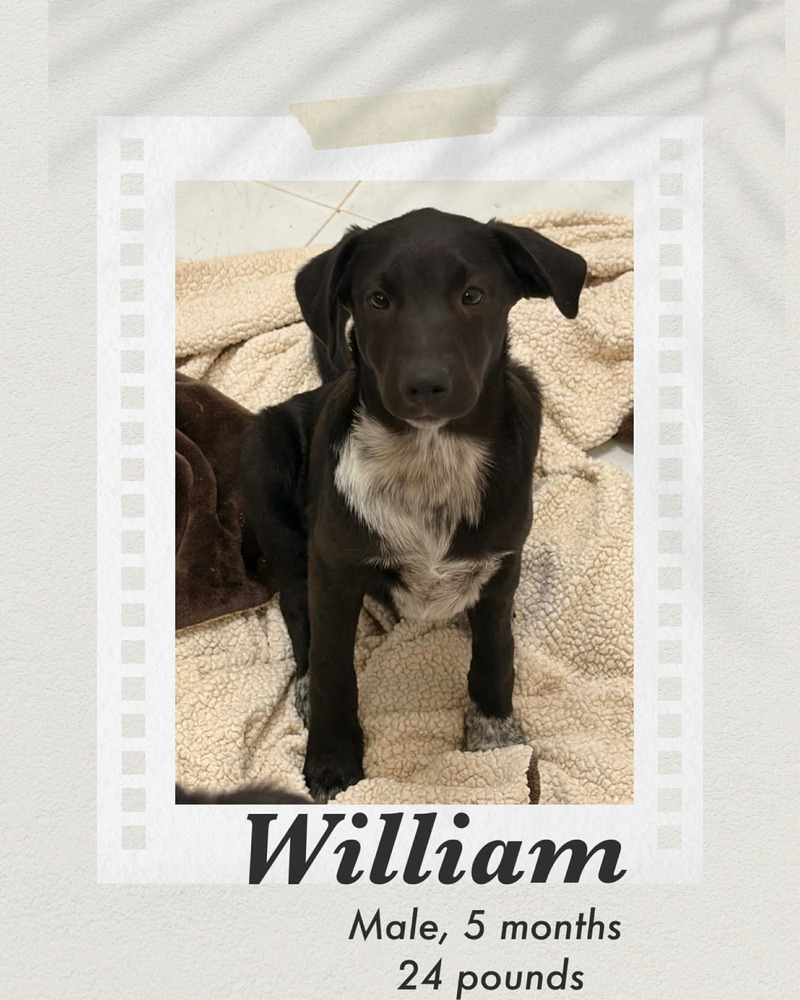 Photo of William