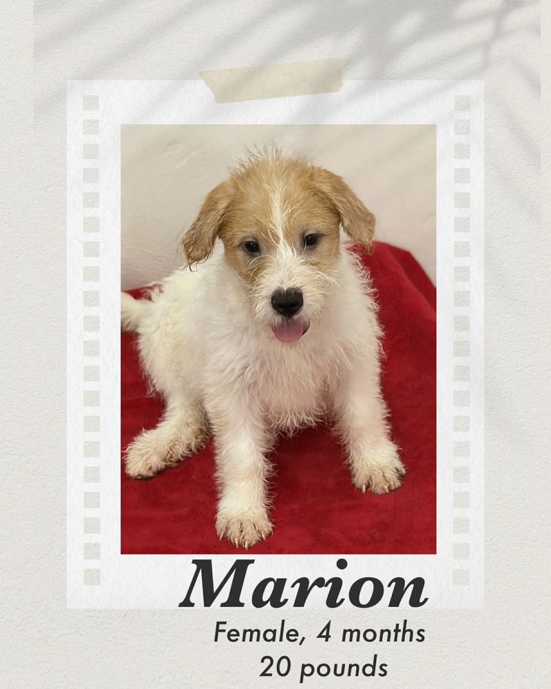 Photo of Marion