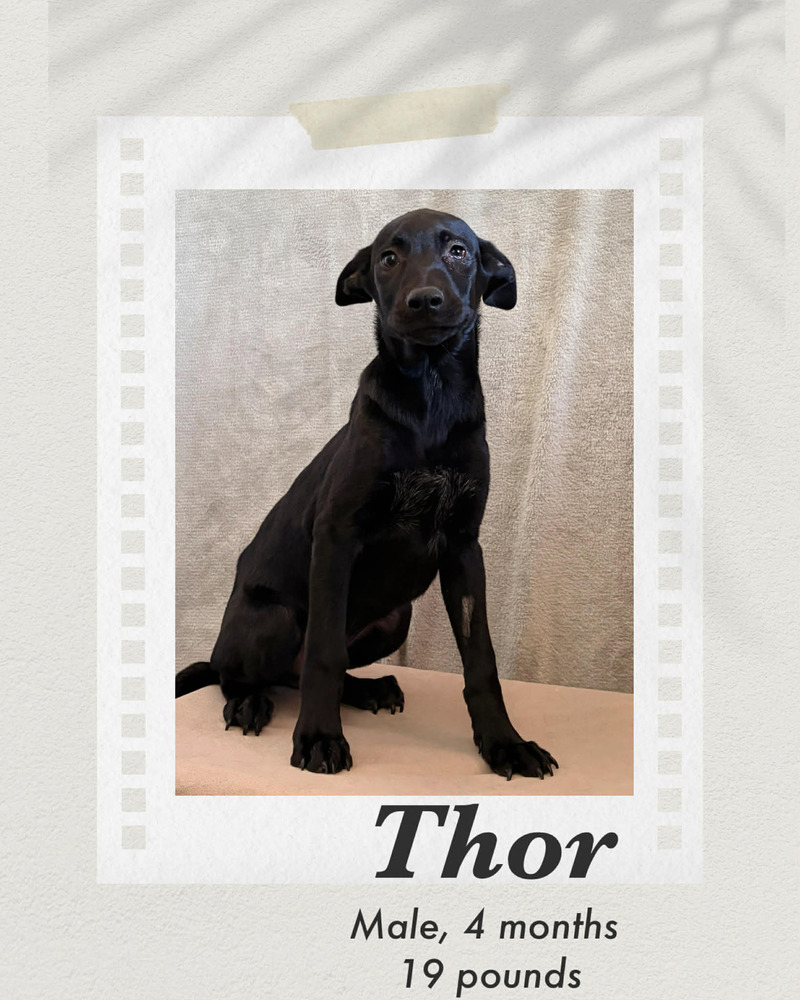 Photo of Thor