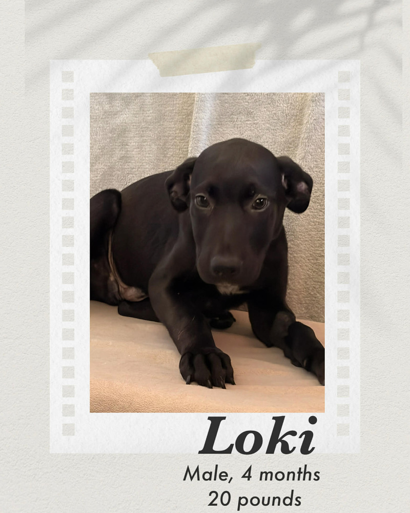 Photo of Loki