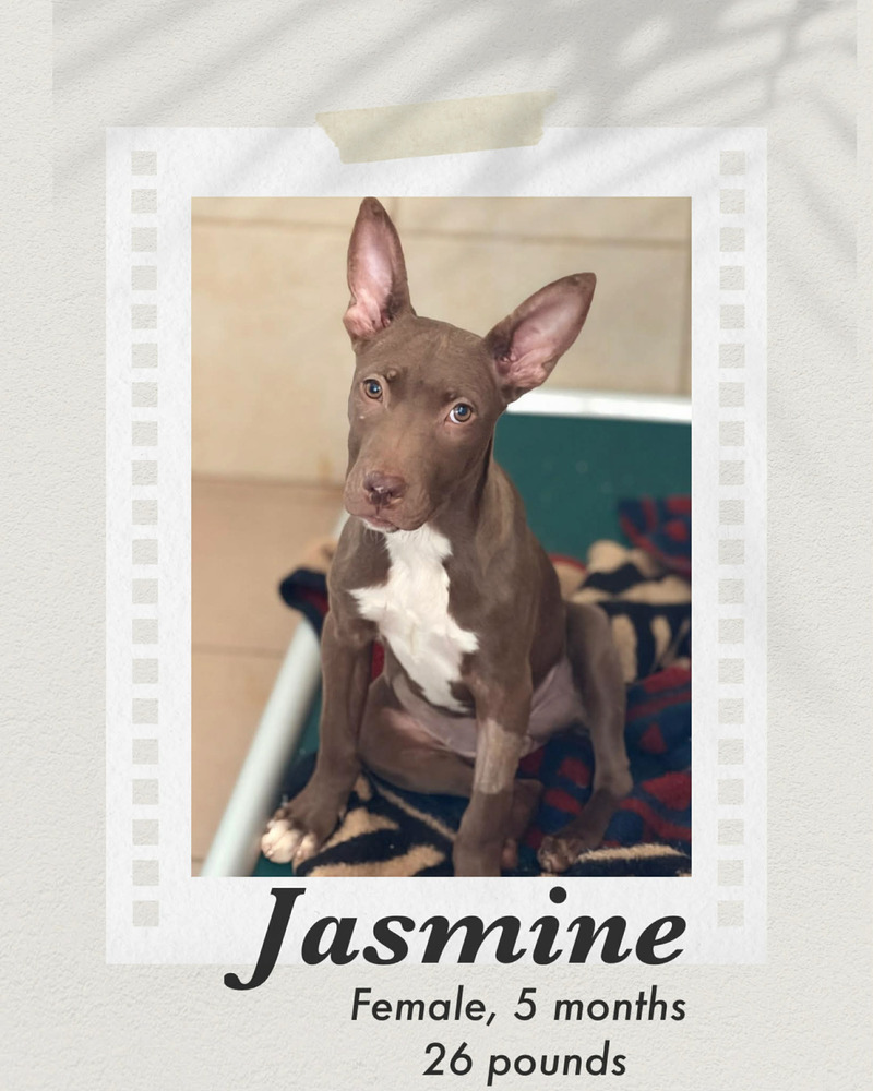 Photo of Jasmine