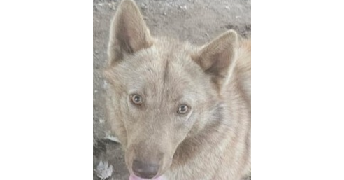 Finn