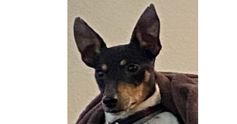 Yogi