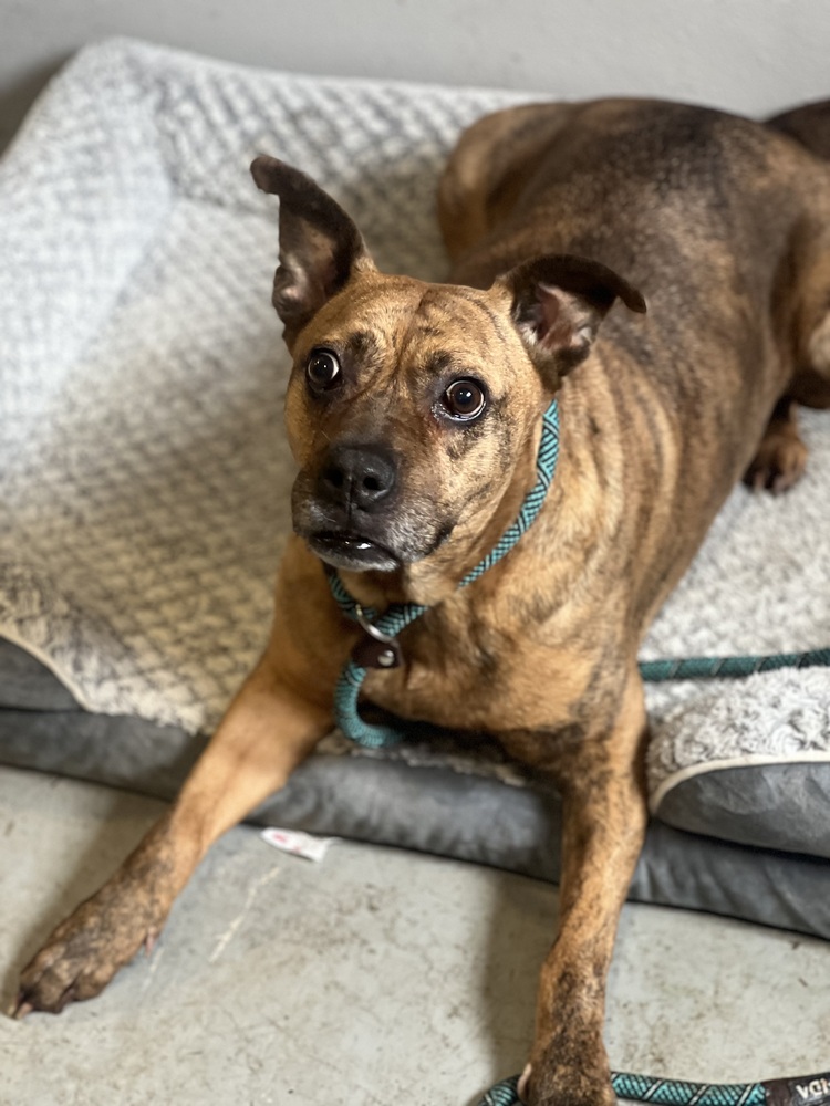 Photo of Avia, adoptable Boxer in Dana Point, California