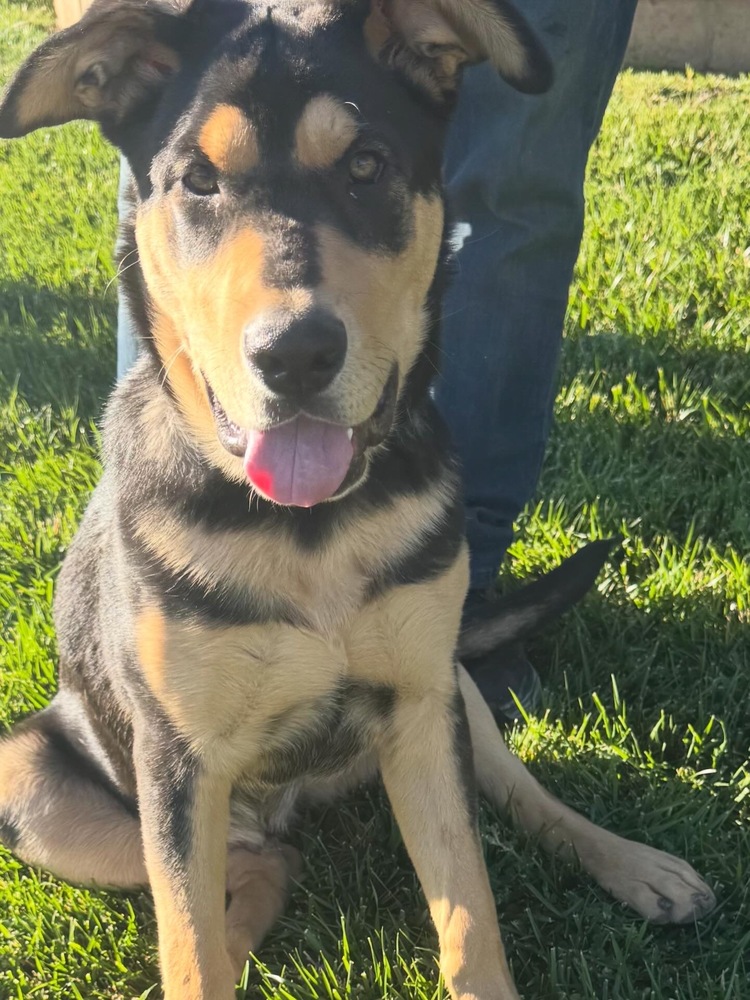 Photo of Charley, adoptable Rottweiler in Dana Point, California