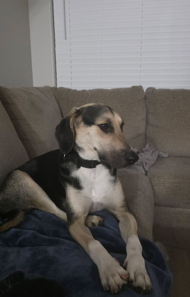 Photo of Zepplin/Gigabyte