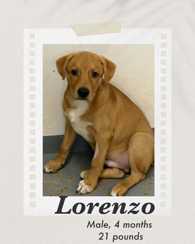Photo of Lorenzo