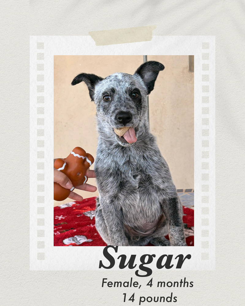 Photo of Sugar