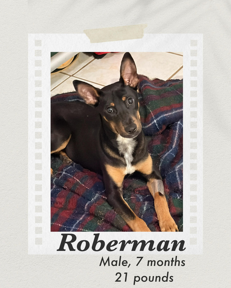 Roberman