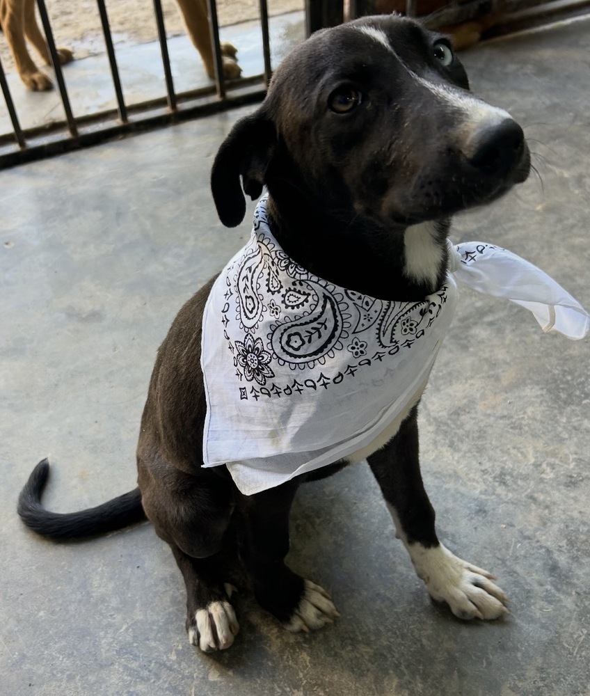 Photo of Jett, adoptable Labrador Retriever in Dana Point, California