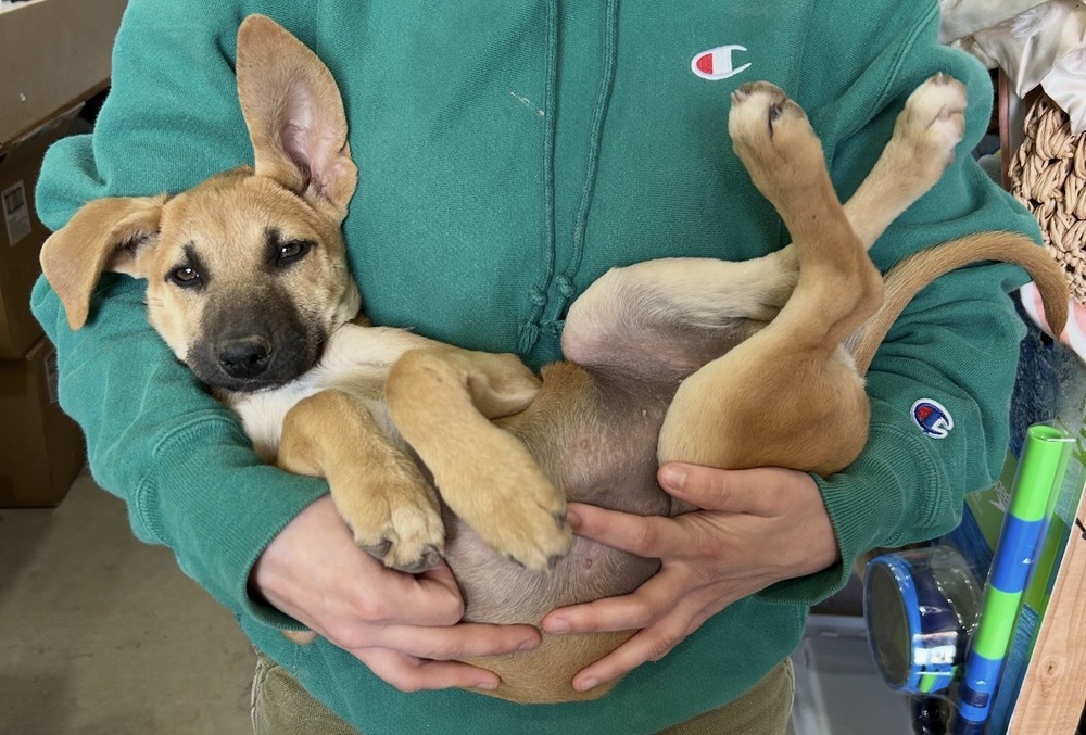Photo of Maple, adoptable Labrador Retriever in Dana Point, California